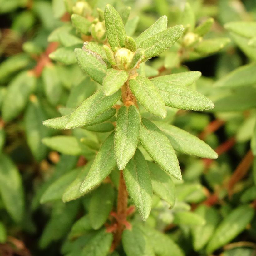 Ledum groenlandicum Compactum - Thé du Labrador (Feuillage)