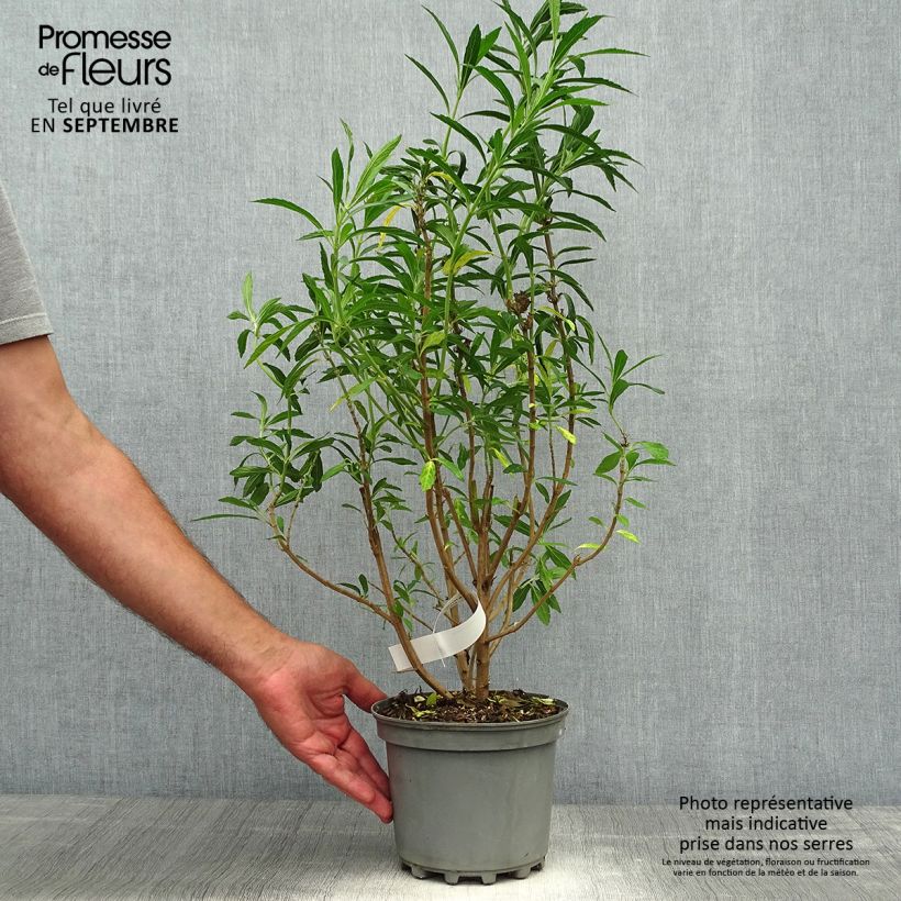 Spécimen de Leonotis leonurus - Queue de lion Pot de 3L/4L tel que livré en automne