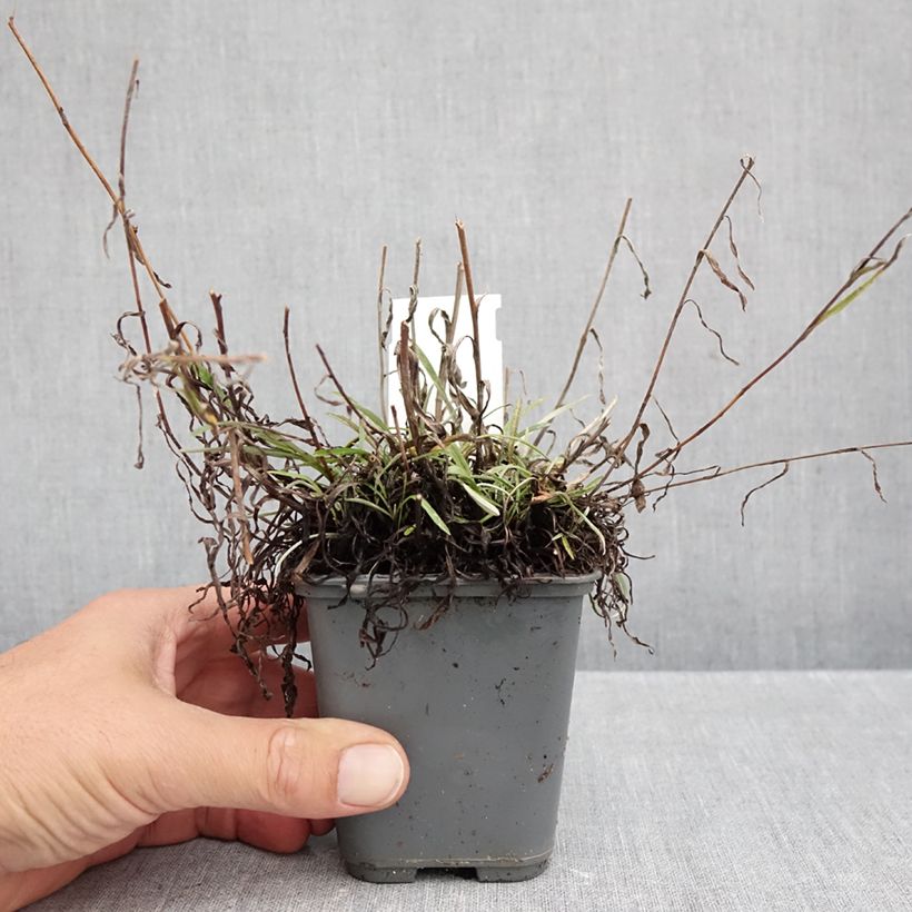 Spécimen de Leontopodium alpinum Mont Blanc - Edelweiss des Alpes Godet de 8/9 cm tel que livré en automne
