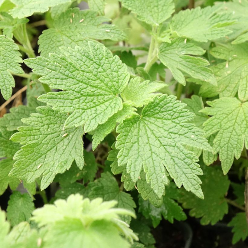 Leonurus cardiaca - Agripaume cardiaque (Feuillage)