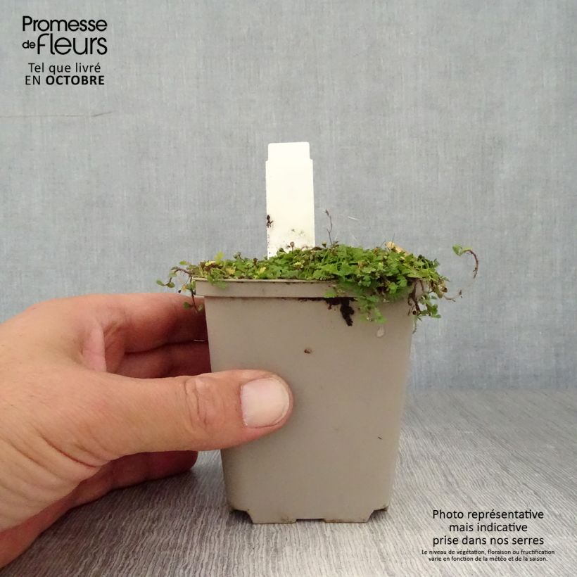 Spécimen de Leptinella dioica Minima - Cotule Godet de 8/9 cm tel que livré en automne
