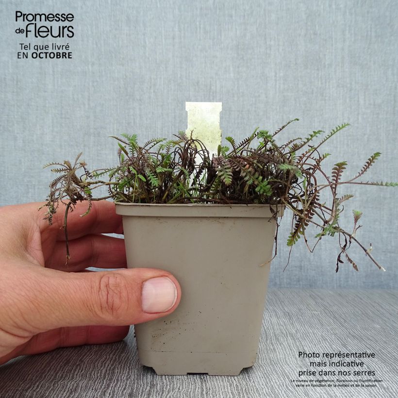Spécimen de Leptinella squalida Platt's Black Godet de 8/9 cm tel que livré en automne