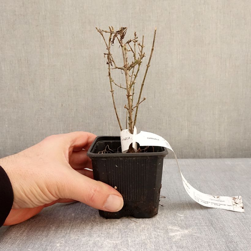 Spécimen de Leptodermis oblonga Summer Stars Godet de 8/9 cm tel que livré en hiver