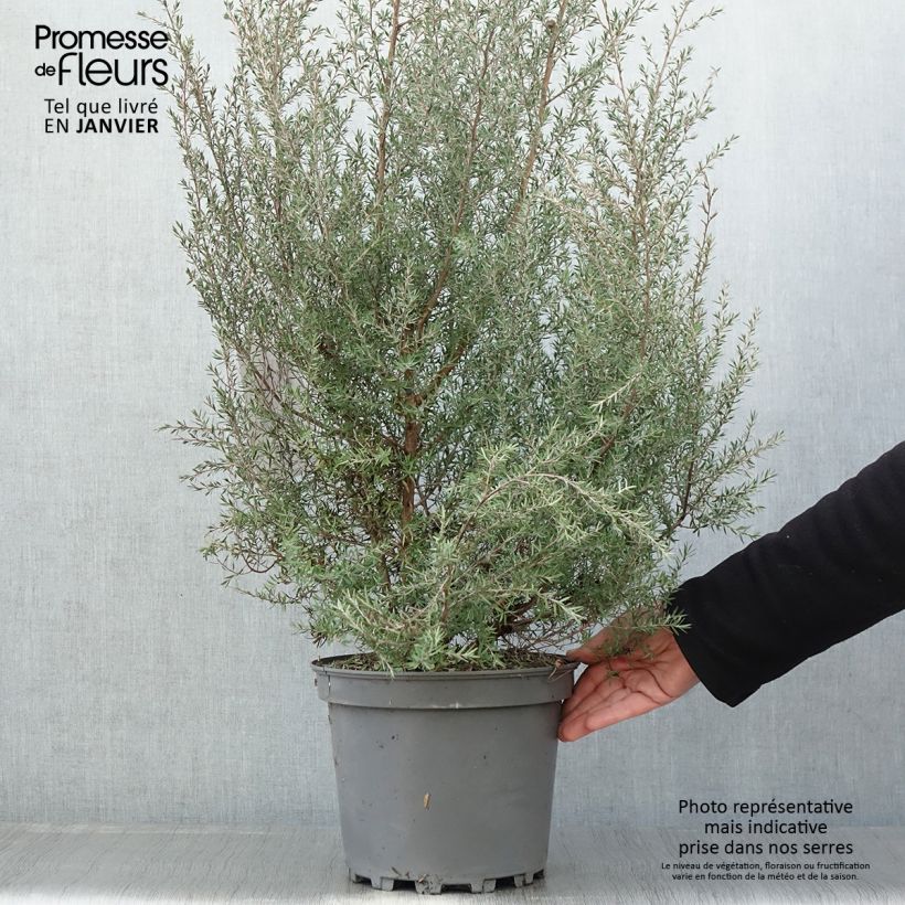 Spécimen de Leptospermum  scoparium Martini - Arbre à thé Pot de 7,5L/10L tel que livré en hiver