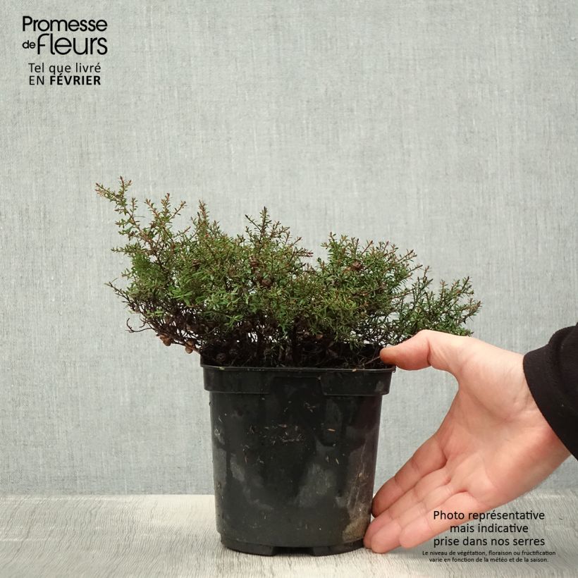 Spécimen de Leptospermum scoparium Nanum Kiwi - Arbre à thé de Nouvelle-Zélande Pot de 2L/3L tel que livré en hiver