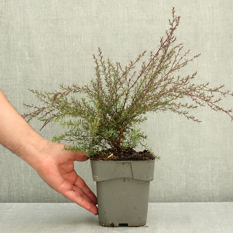 Spécimen de Leptospermum scoparium Red damask - Arbre à thé Pot de 2L/3L tel que livré en été