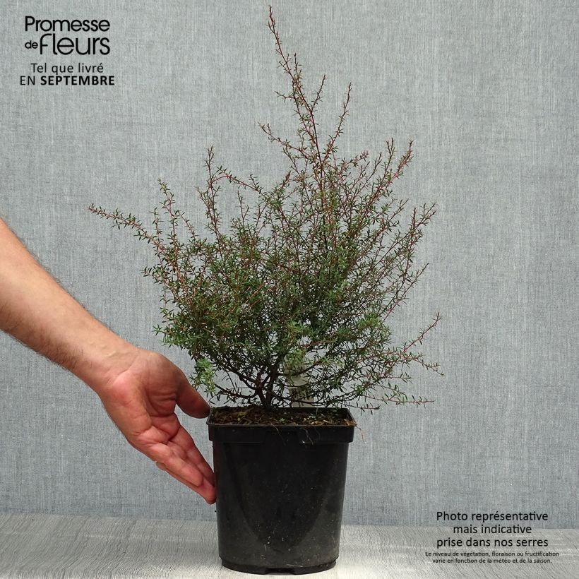 Spécimen de Leptospermum  Wiri Kerry - Arbre à thé Pot de 2L/3L tel que livré en automne
