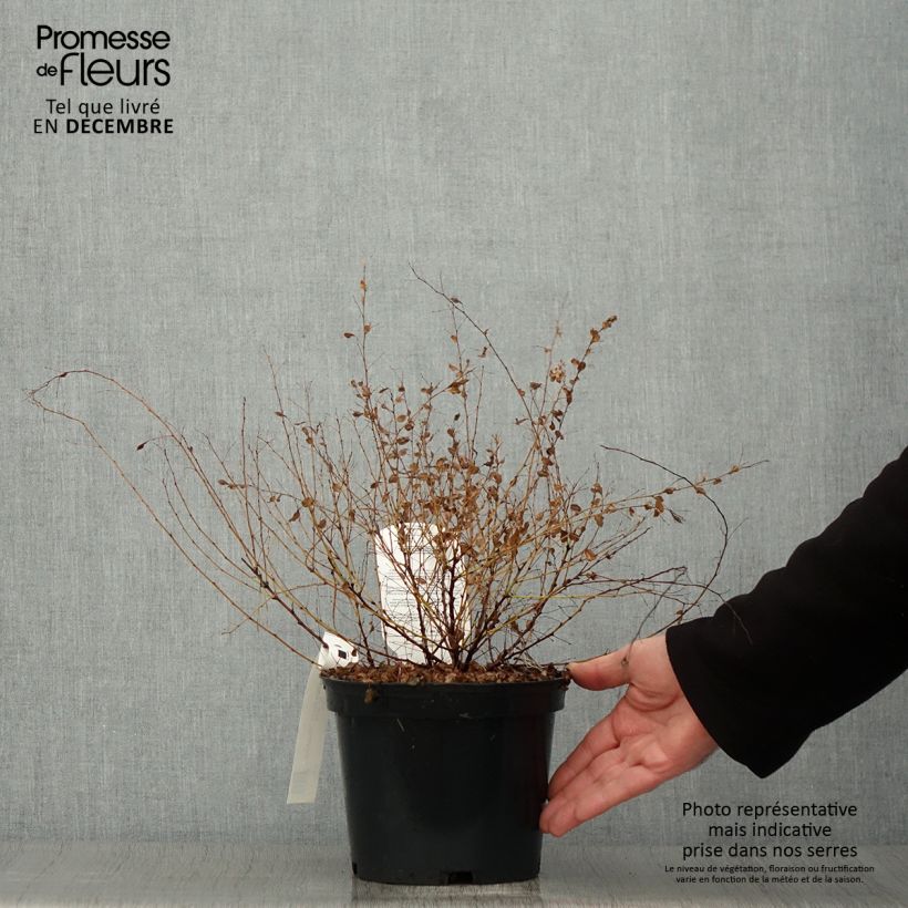 Spécimen de Lespedeza bicolor Yakushima - Trèfle en arbre  Pot de 3L/4L tel que livré en automne