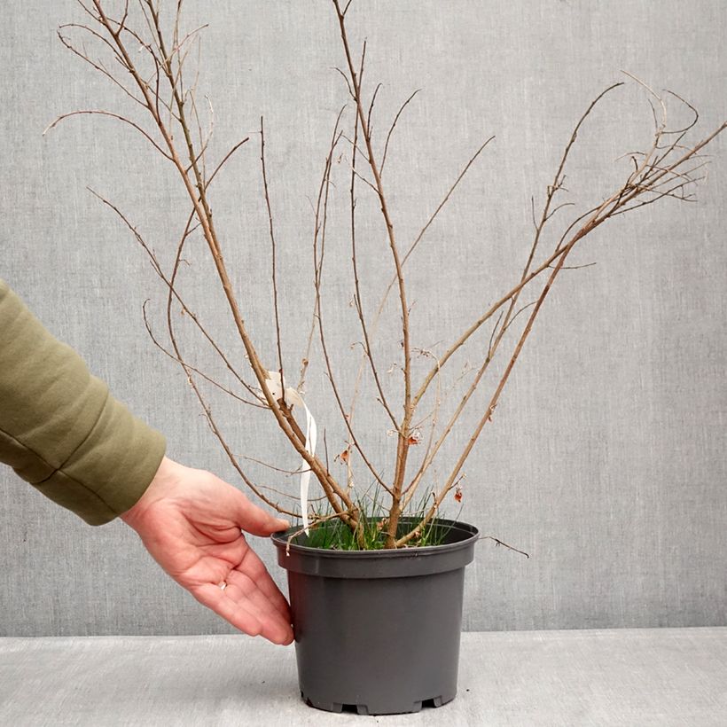 Spécimen de Lespedeza liukiuensis Little Volcano - Trèfle en arbre Pot de 3L/4L tel que livré en hiver