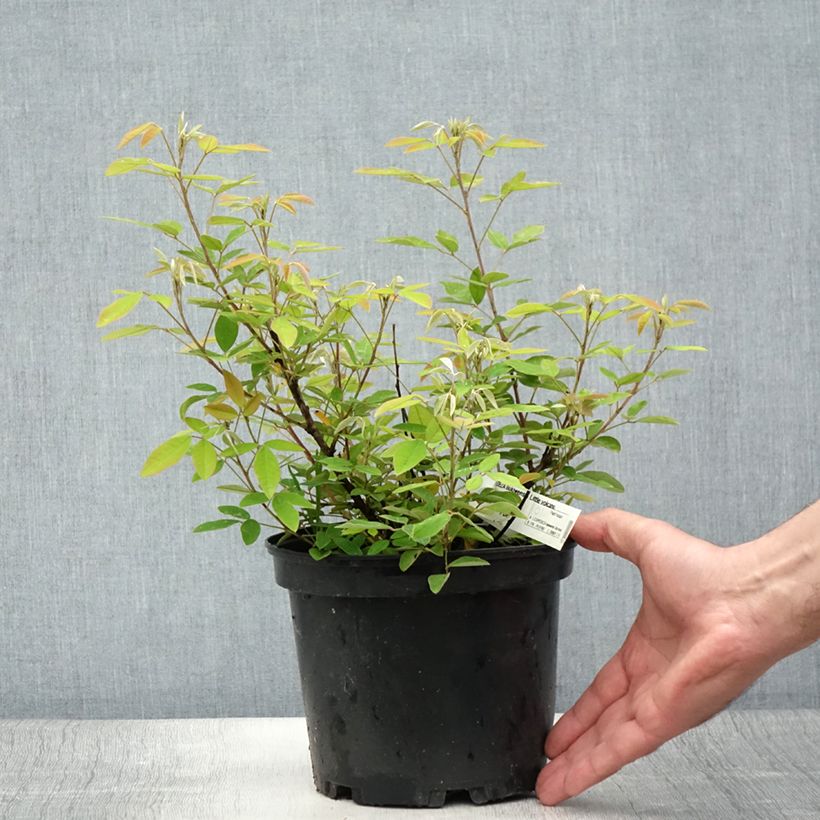 Spécimen de Lespedeza liukiuensis Little Volcano - Trèfle en arbre Pot de 3L/4L tel que livré en été