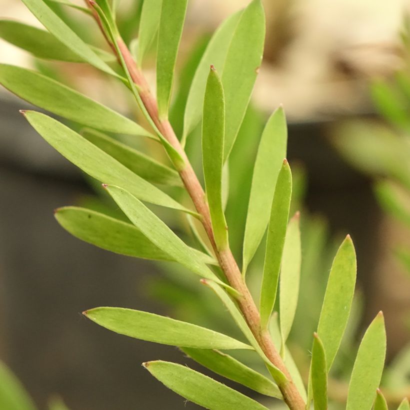 Leucadendron Cheeky (Feuillage)