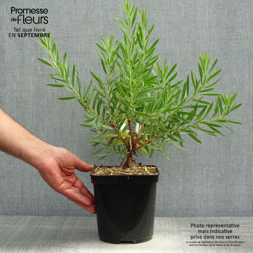 Spécimen de Leucadendron Inca Gold Pot de 3L/4L tel que livré en automne