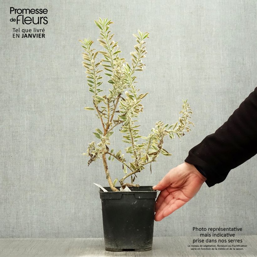 Spécimen de Leucadendron Jester  Pot de 3L/4L tel que livré en hiver