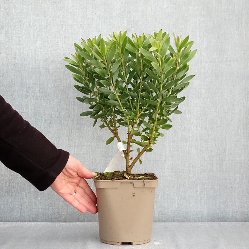 Spécimen de Leucadendron Safari Goldstrike Pot de 3L/4L tel que livré en hiver