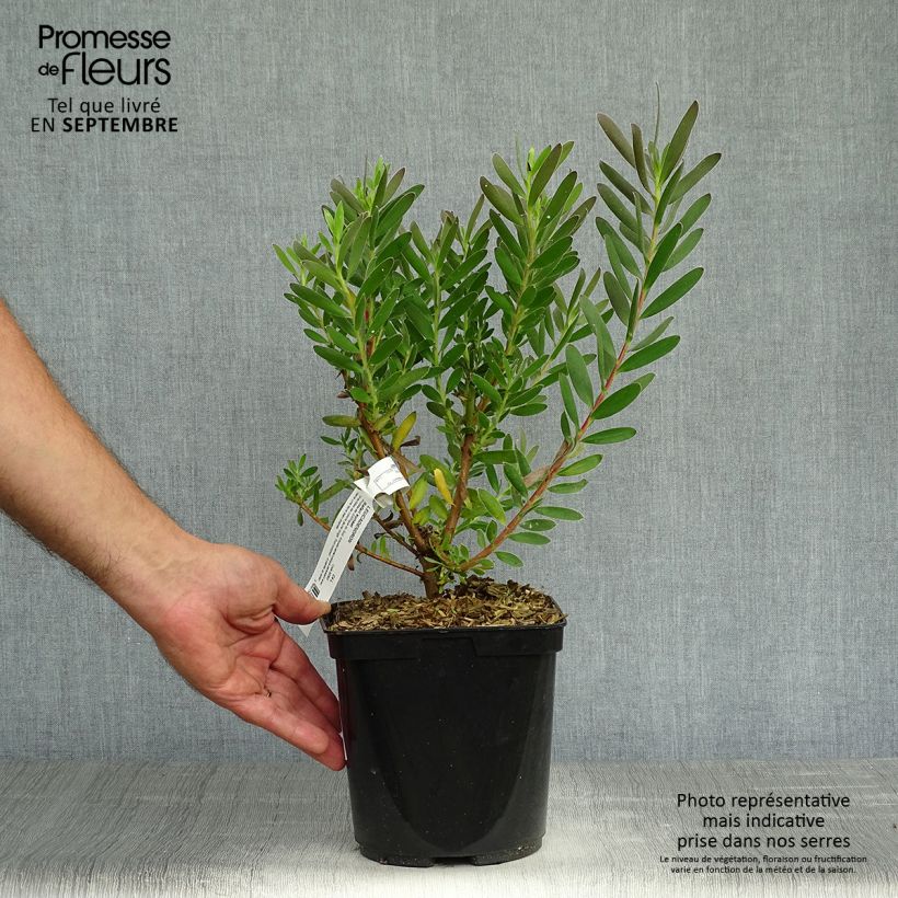 Spécimen de Leucadendron Safari Sunset Pot de 3L/4L tel que livré en automne