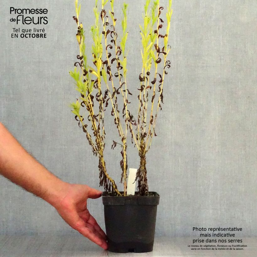 Spécimen de Leucanthemella serotina - Grande marguerite d'automne Pot de 2L/3L tel que livré en automne