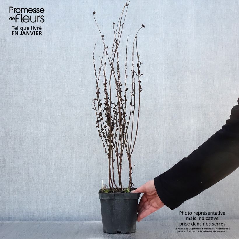 Spécimen de Leucanthemella serotina - Grande marguerite d'automne Pot de 2L/3L tel que livré en hiver