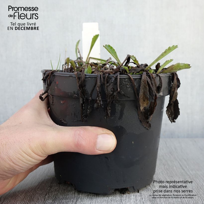 Spécimen de Leucanthemum Princesse d'Argent - Grande marguerite Pot de 2L/3L tel que livré en automne