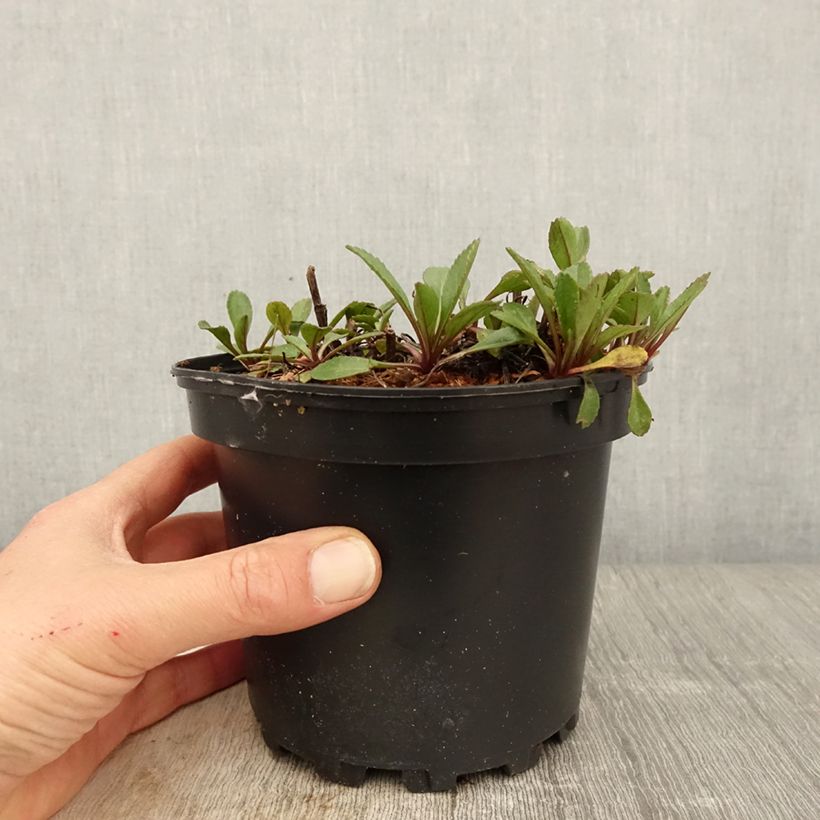 Leucanthemum superbum Petite Princesse d'Argent - Margherita Vaso da 2L/3L esemplare consegnato in primavera