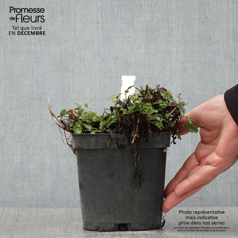 Spécimen de Leucanthemum Snow Lady - Grande Marguerite naine Pot de 2L/3L tel que livré en automne