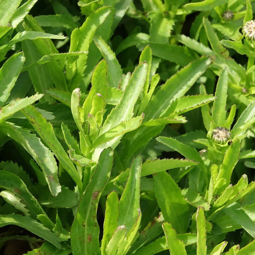 Leucanthemum Snow Lady - Grande Marguerite naine (Feuillage)