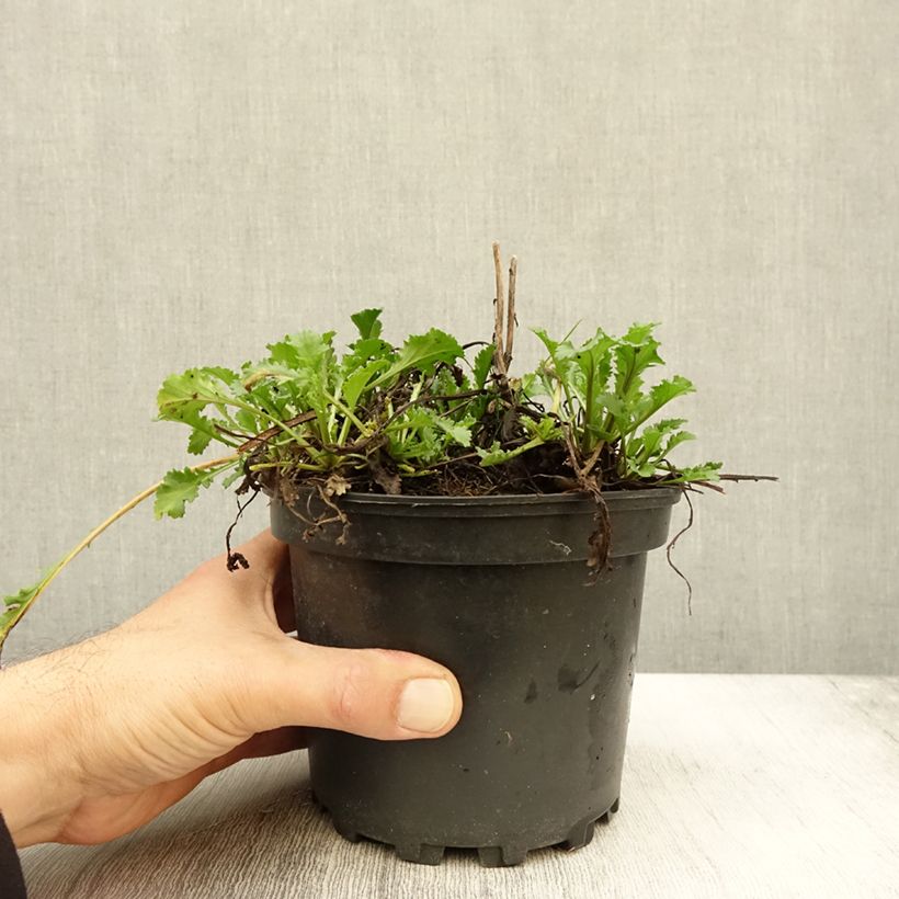 Spécimen de Leucanthemum superbum Becky - Grande marguerite Pot de 2L/3L tel que livré en automne