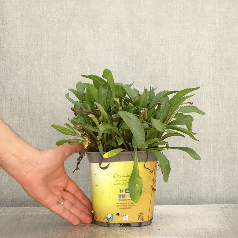 Spécimen de Leucanthemum superbum Broadway lights - Grande marguerite Pot de 2L/3L tel que livré en automne