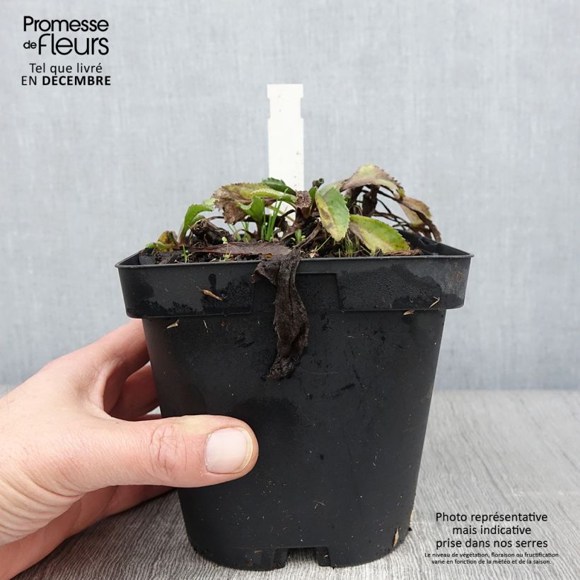 Spécimen de Leucanthemum superbum Wirral Supreme - Grande Marguerite Pot de 2L/3L tel que livré en automne