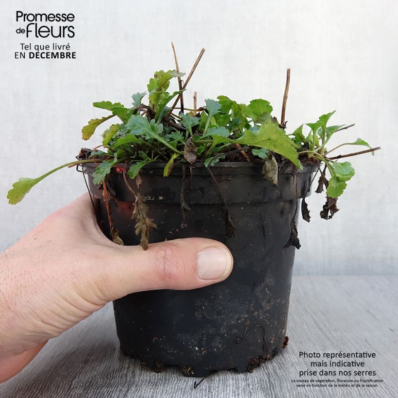 Spécimen de Leucanthemum vulgare Maikonigin - Marguerite Reine de Mai Pot de 2L/3L tel que livré en automne