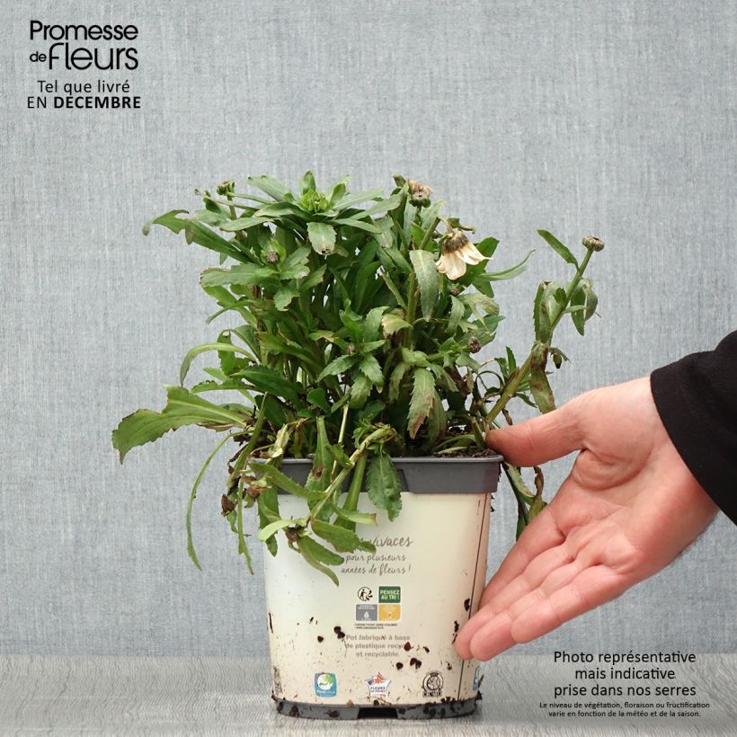 Spécimen de Leucanthemum vulgare - Marguerite commune. Pot de 2L/3L tel que livré en automne
