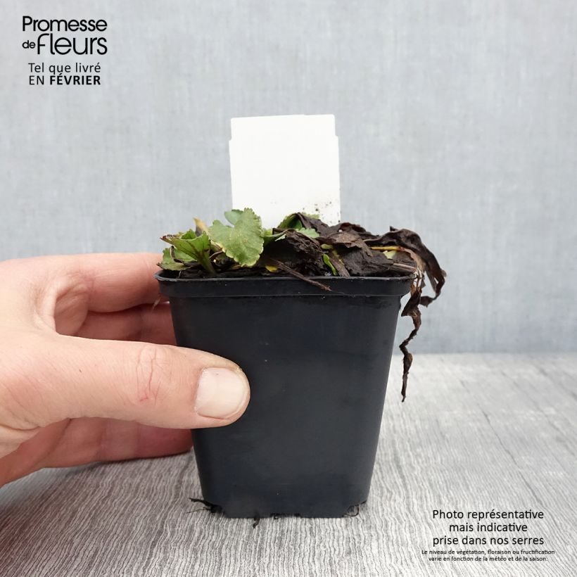 Spécimen de Leucanthemum x superbum Brightside - Grande marguerite Godet de 8/9 cm tel que livré en hiver