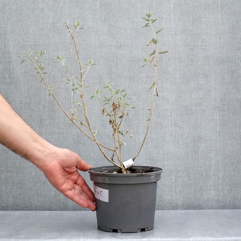 Leucophyllum frutescens - Leucofillo Vaso da 3L/4L esemplare consegnato in primavera