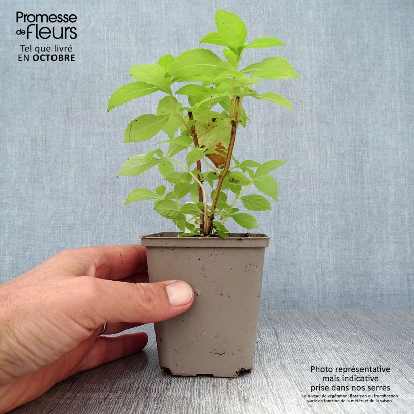 Spécimen de Leucosceptrum japonicum Golden Angel - Menthe arbustive japonaise Godet de 8/9 cm tel que livré en automne