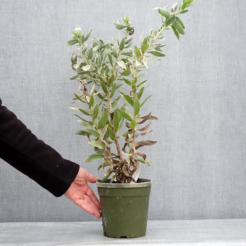 Spécimen de Leucospermum Copper Carnival - Pelote d'épingles Pot de 2L/3L tel que livré en hiver