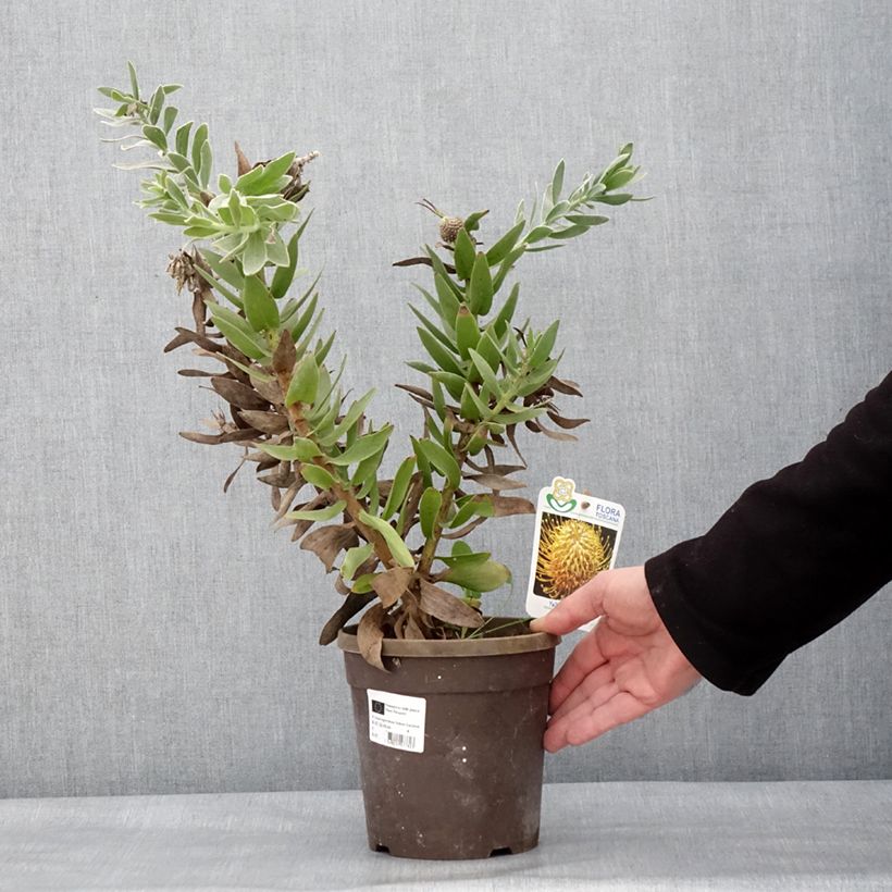 Spécimen de Leucospermum Yellow Carnival - Pelote d'épingles Jaune Pot de 2L/3L tel que livré en hiver