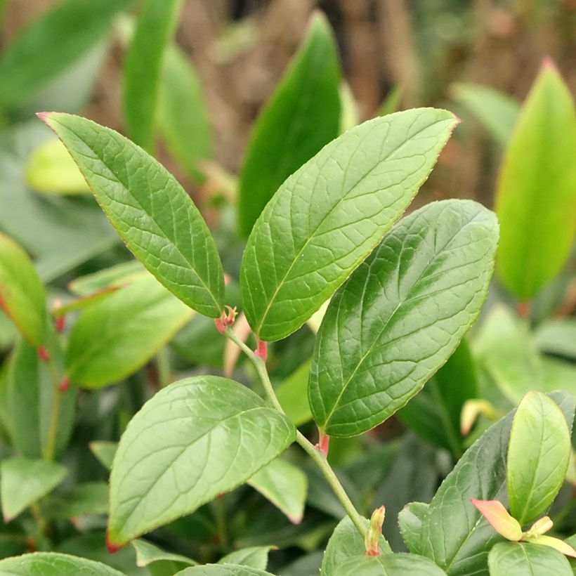 Leucothoe axillaris Red Lips - Leucothoé (Feuillage)