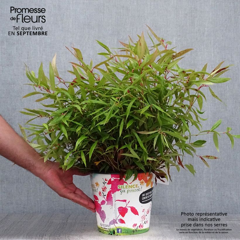 Spécimen de Leucothoe axillaris Red Lips - Leucothoé  Pot de 4L/5L tel que livré en automne