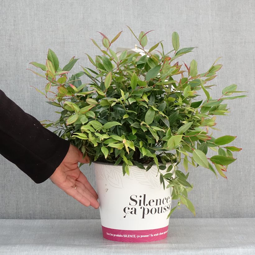 Spécimen de Leucothoe axillaris Red Lips - Leucothoé  Pot de 4L/5L tel que livré en hiver