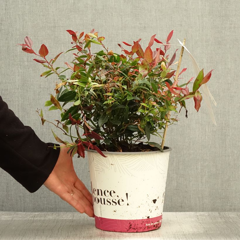 Spécimen de Leucothoe fontanesiana Color Diamond Pot de 4L/5L tel que livré en automne
