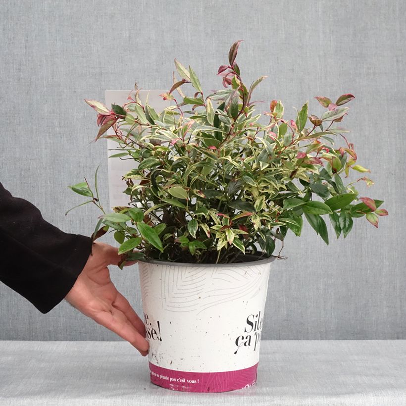 Spécimen de Leucothoe fontanesiana Color Diamond Pot de 4L/5L tel que livré en hiver