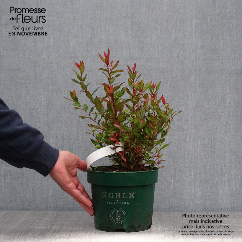 Spécimen de Leucothoe fontanesiana Little Flames Pot de 2L/3L tel que livré en automne