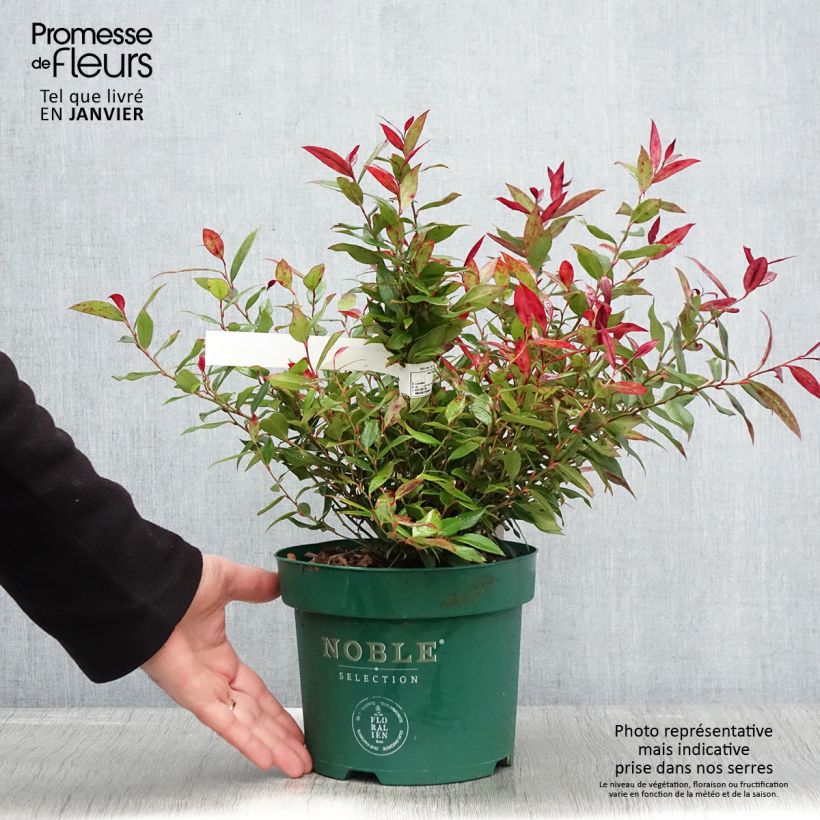 Spécimen de Leucothoe fontanesiana Little Flames Pot de 2L/3L tel que livré en hiver