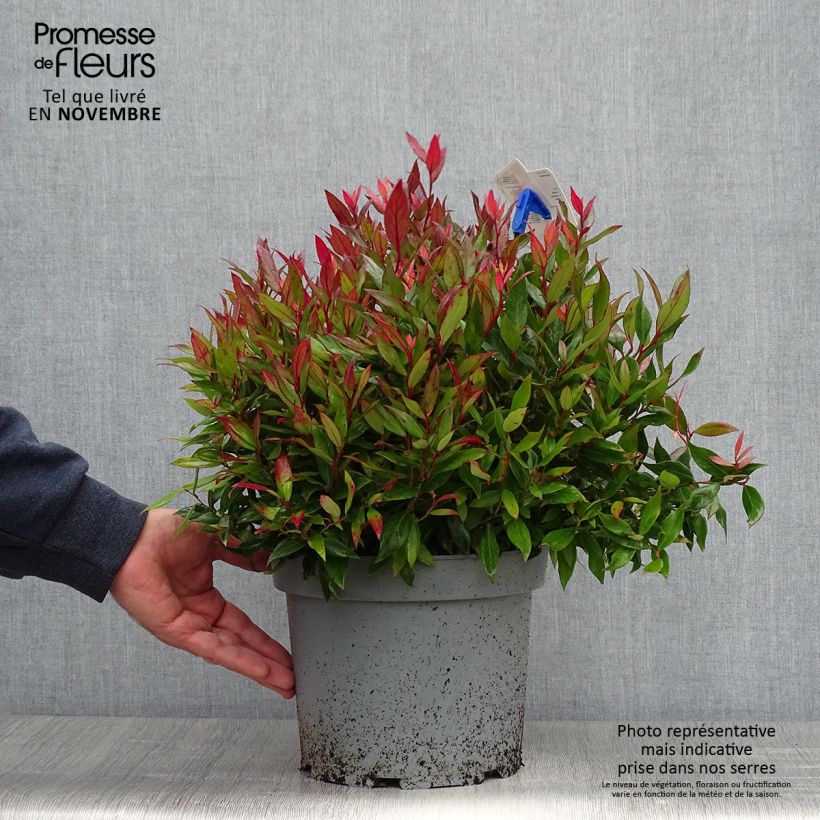 Spécimen de Leucothoe fontanesiana Little Flames Pot de 4L/5L tel que livré en automne