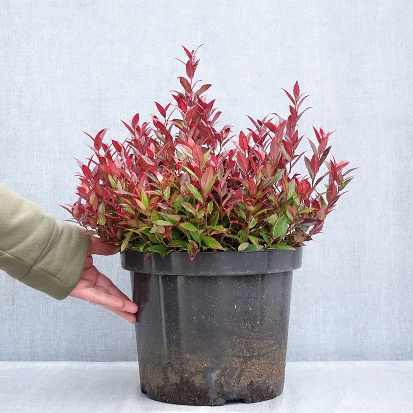Leucothoe fontanesiana Little Flames Maceta 7,5L/10L Ejemplar entregado en invierno