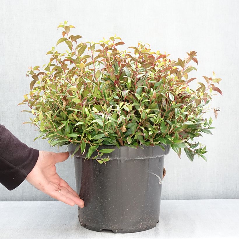 Spécimen de Leucothoe fontanesiana Little Flames Pot de 7,5L/10L tel que livré au printemps