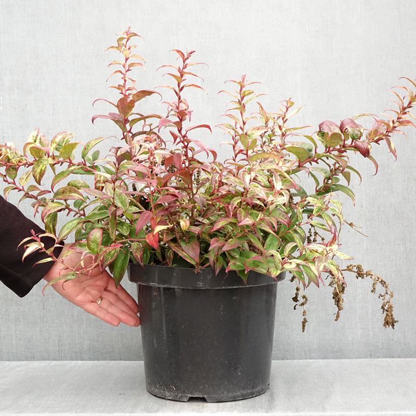 Spécimen de Leucothoe fontanesiana Makijaz Pot de 7,5L/10L tel que livré en automne