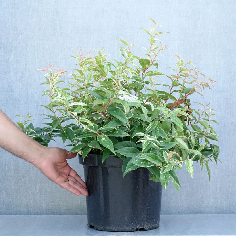 Spécimen de Leucothoe fontanesiana Makijaz Pot de 7,5L/10L tel que livré en été