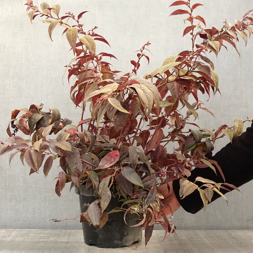 Spécimen de Leucothoe fontanesiana Rainbow Pot de 7,5L/10L tel que livré en automne