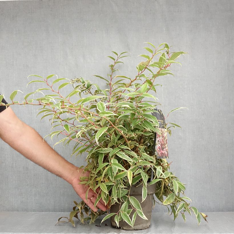 Spécimen de Leucothoe fontanesiana Whitewater Pot de 4L/5L tel que livré en été