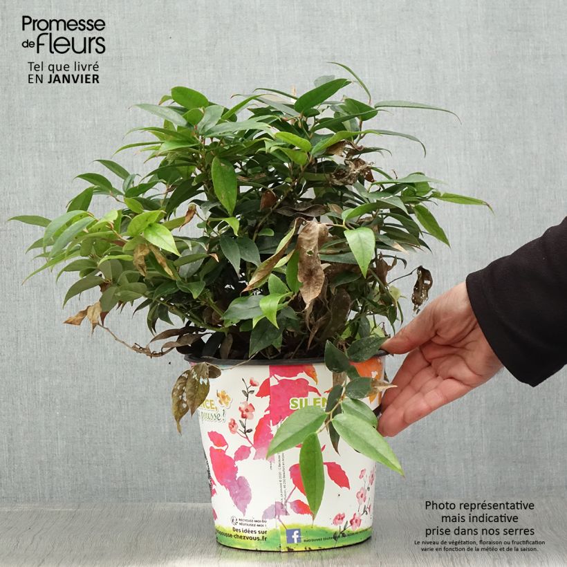 Spécimen de Leucothoe fontesiana Dark Diamond  Pot de 4L/5L tel que livré en hiver